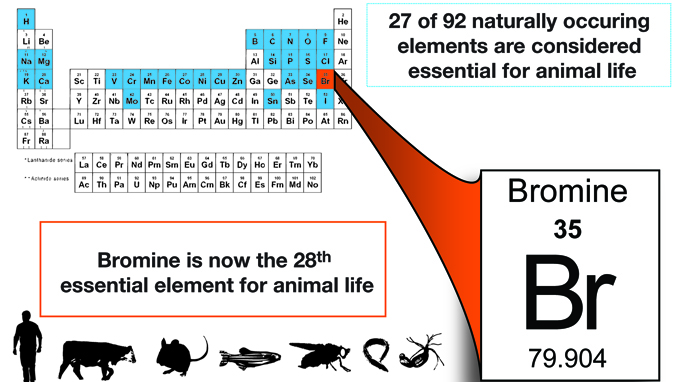 Για την ανθρώπινη ζωή θεωρούνται απαραίτητα 27 χημικά στοιχεία. Υπάρχει πλέον όμως και ένα 28ο: το βρώμιο.