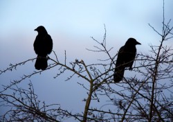 Over the past several weeks, an increasing buildup of crows has been observed in the trees along 21st Avenue South and West End Avenue, near Warren and Moore Colleges.