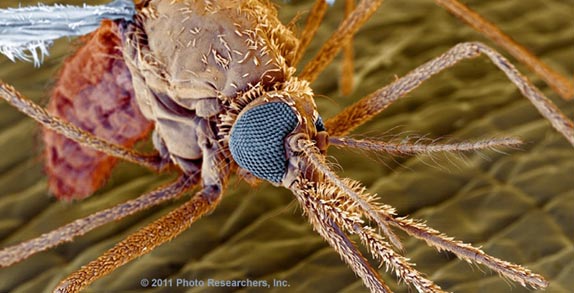 Colored scanning electron micrograph image of an Anopheles mosquito that spreads malaria. (Copyright © 2011 Photo Researchers, Inc. All Rights Reserved.)