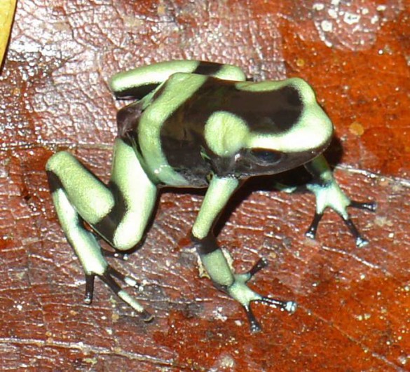 Poison dart frogs are threatened by fungal infections that paralyze their immune response. Photo: Louise Rollins-Smith, Ph.D.