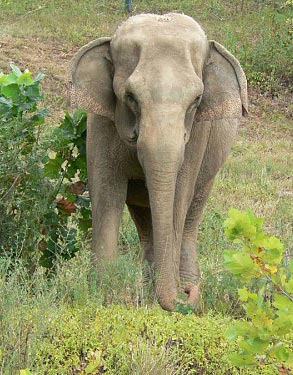 A Vanderbilt study has shown that elephants can transmit tuberculosis to humans. 