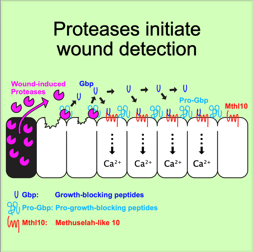 Model of epithelial wound detection. Destroyed cells at the center of wounds release proteases, cleaving extracellular pro-Gbp into its active form, which diffuses to distal cells to activate a calcium response through the receptor Mthl10.