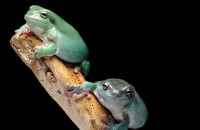 Treatment Helps Frogs Fight Fungal Pathogen