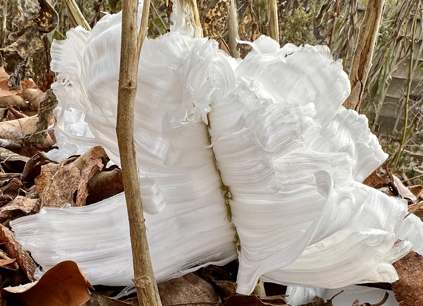 White, wavy ice crystals form from warm groundwater as the freezing air forces it through crownbeard stems.