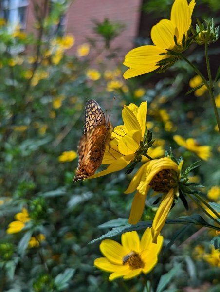 Butterfly with yellow flower in native garden