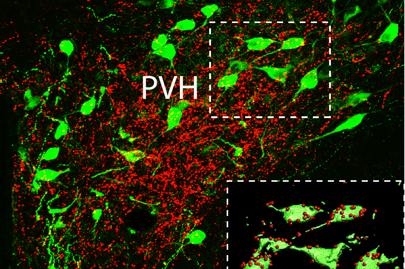 Vanderbilt researchers find evidence that the hunger hormone leptin can direct neural development in a leptin receptor–independent manner