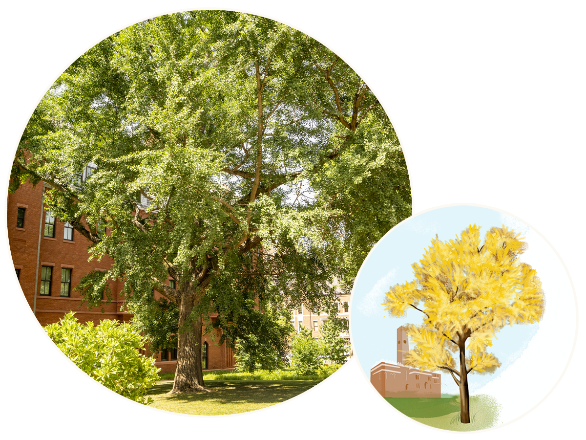 Illustration of a ginkgo tree with Kirkland in the background.