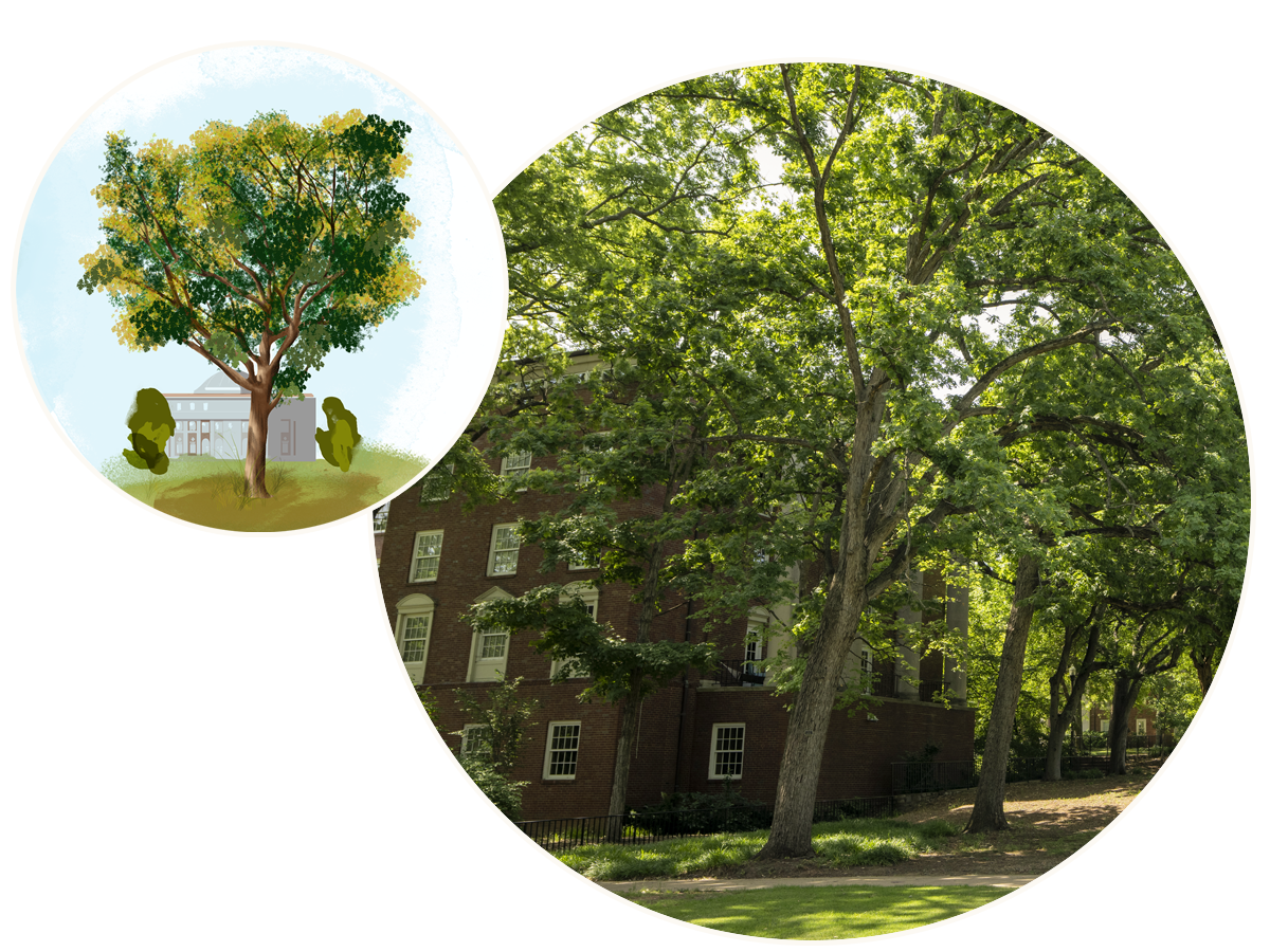 Illustration of a ginkgo tree with Kirkland in the background.