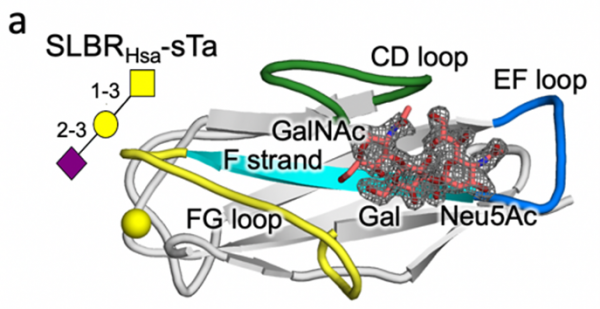 A protein structure diagram depicting an SLBR (called Hsa) of a streptococcus bacterium. Protein loop structures for the SLBR FG loop, CD loop, and EF loop are colored in yellow, green, and blue, respectively. The atomic structure of the glycan receptor, sTa, is shown in red, binding at a site between the CD loop and EF loop.