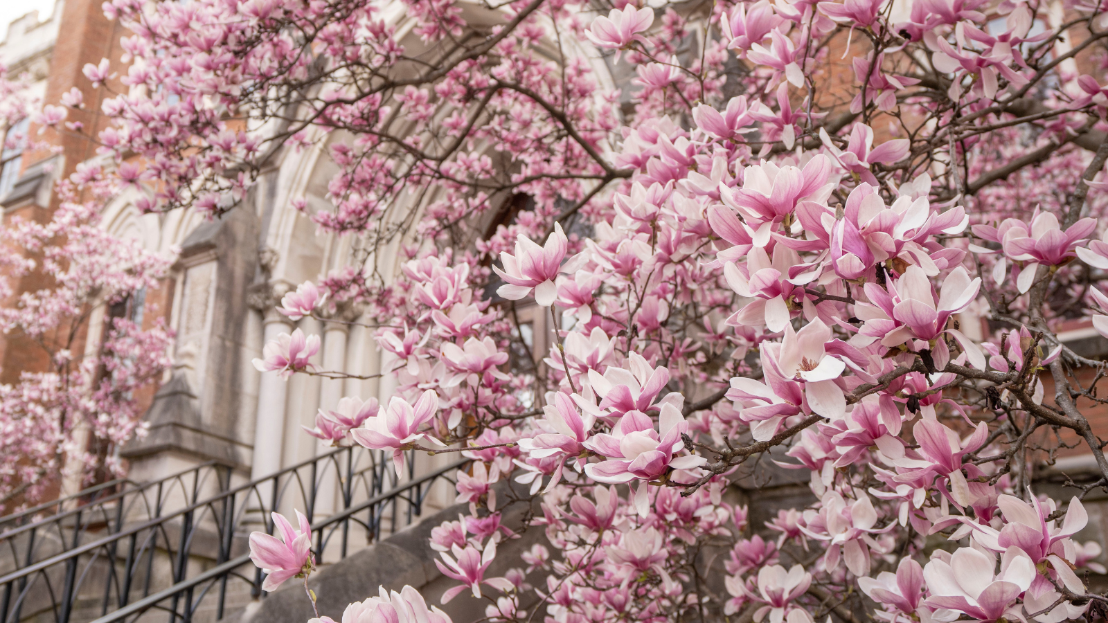magnolia blossoms on campus