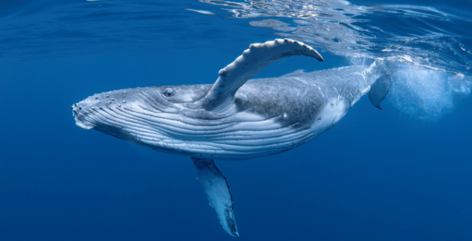 Vanderbilt researcher outlines how whales’ sensory systems have evolved through imaging technology