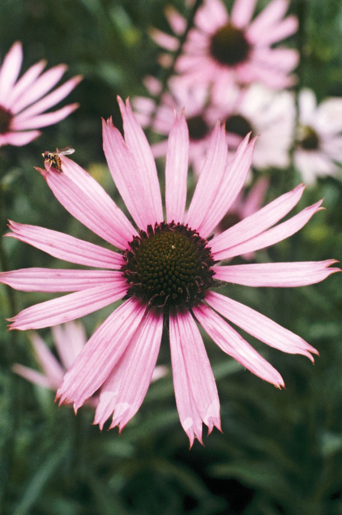 Photo of a Tennessee coneflower