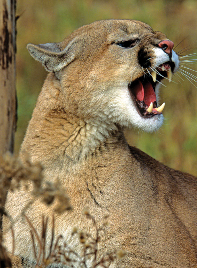 Photo of cougar