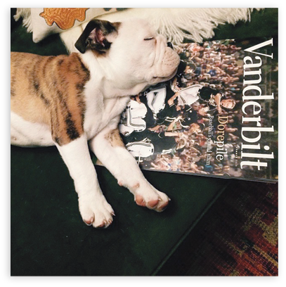 Photo of dog sleeping on magazine