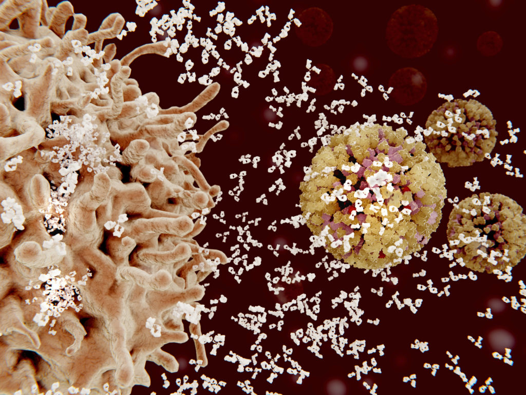 A plasma cell (left) secretes antibodies, shown in white, against an influenza virus. Antibodies bind to specific antigens, such as viral proteins, marking them for destruction. (JUAN GAERTNER/SCIENCE PHOTO LIBRARY)